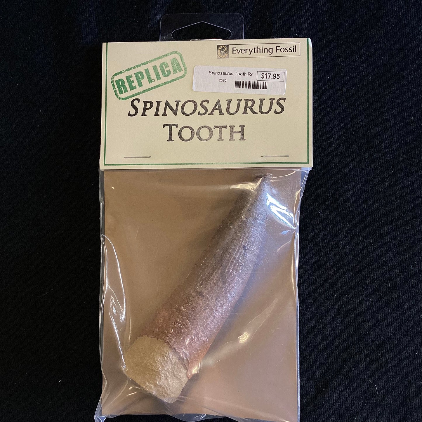 Spinosaurus Tooth Replica