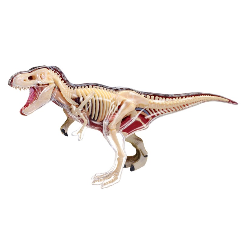4D Vision - T-Rex Anatomy