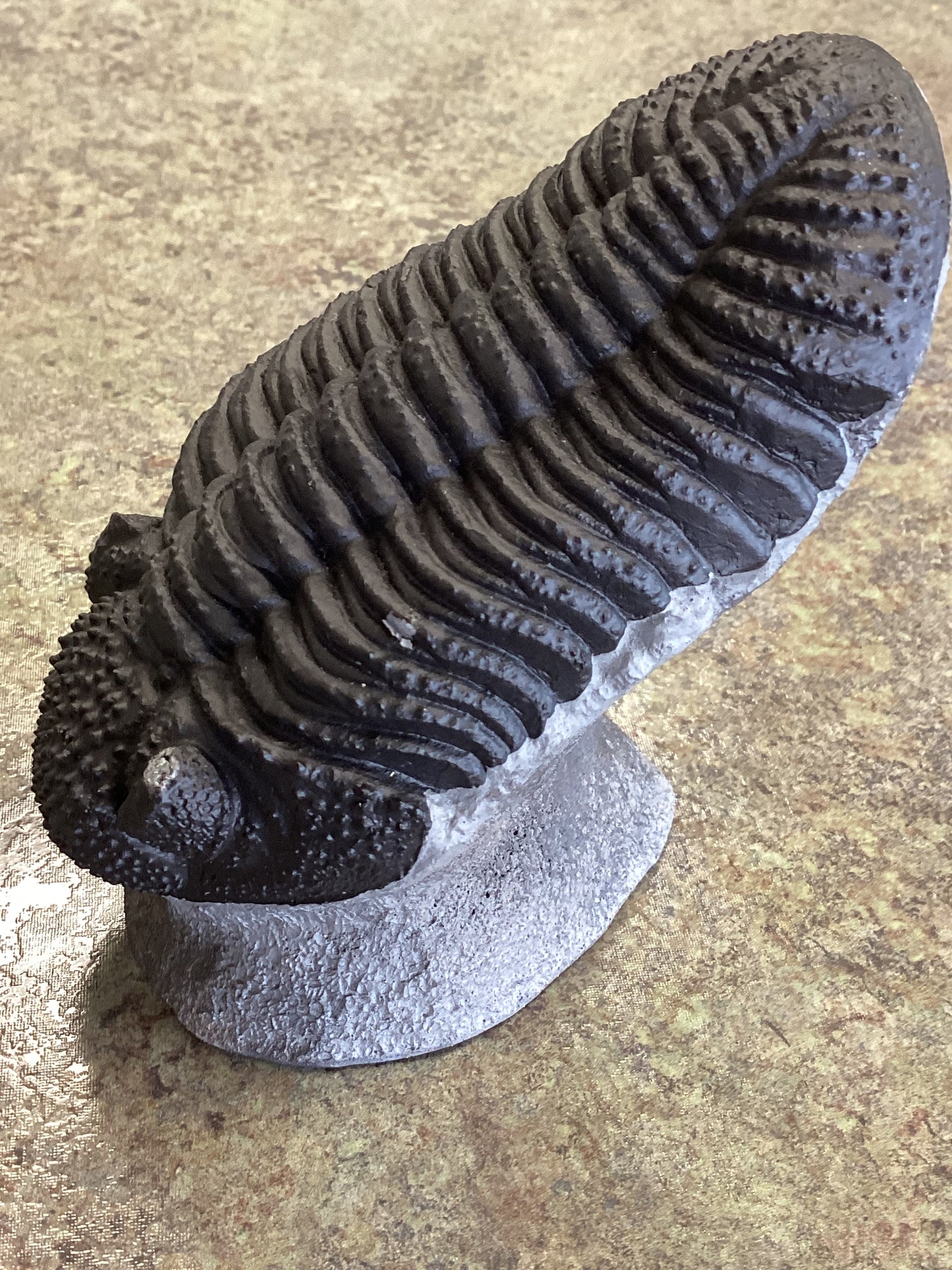 Phaecops Trilobite Replica