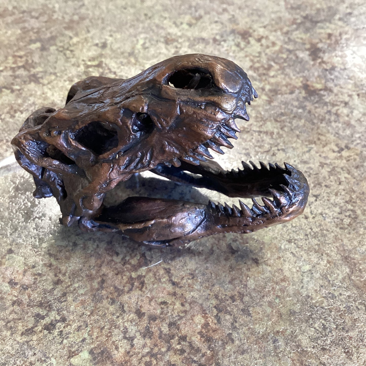 T Rex Skull-Unmounted