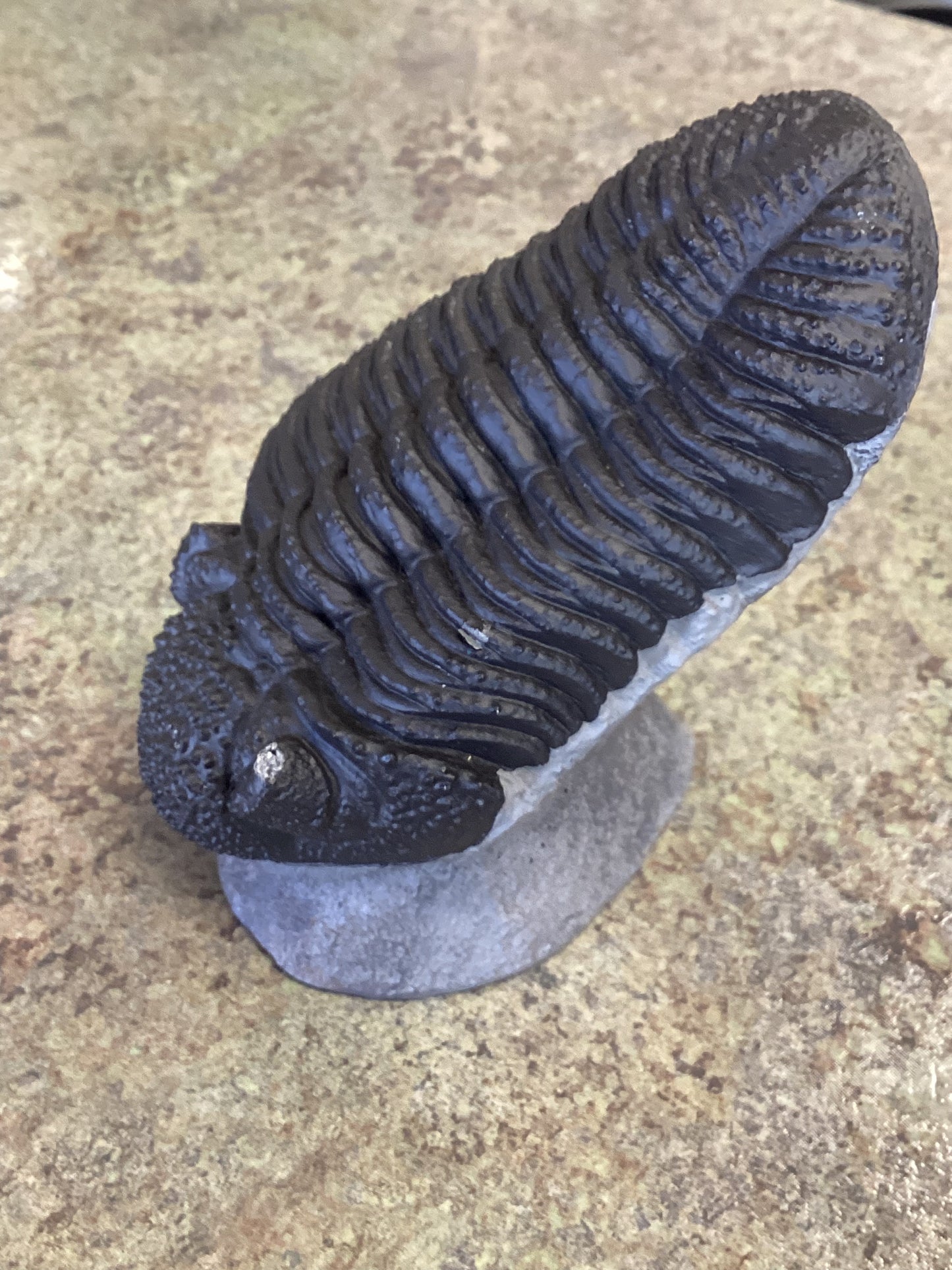 Phaecops Trilobite Replica