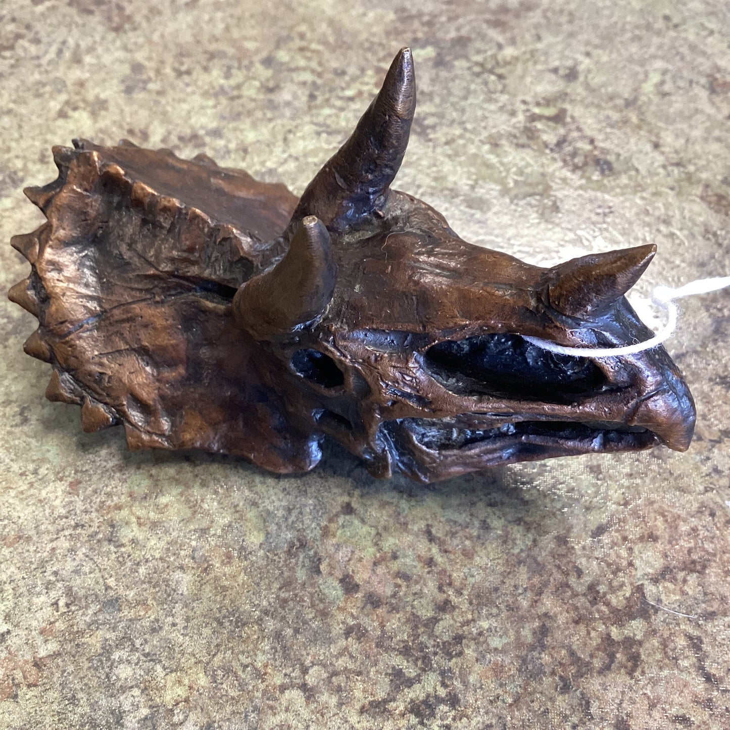 Triceratops Skull-Unmounted
