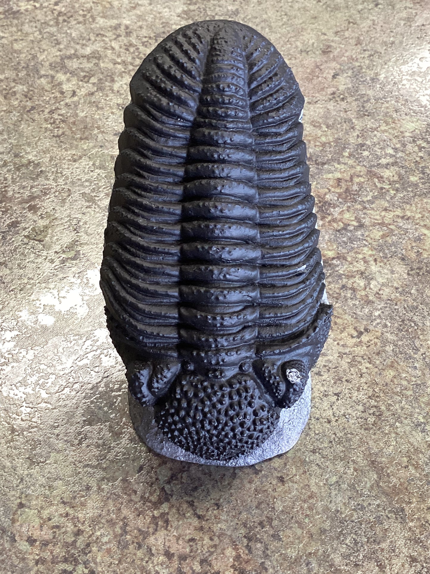Phaecops Trilobite Replica