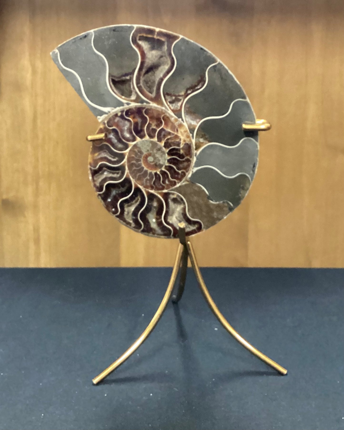 Ammonite Fossil on Metal Stand