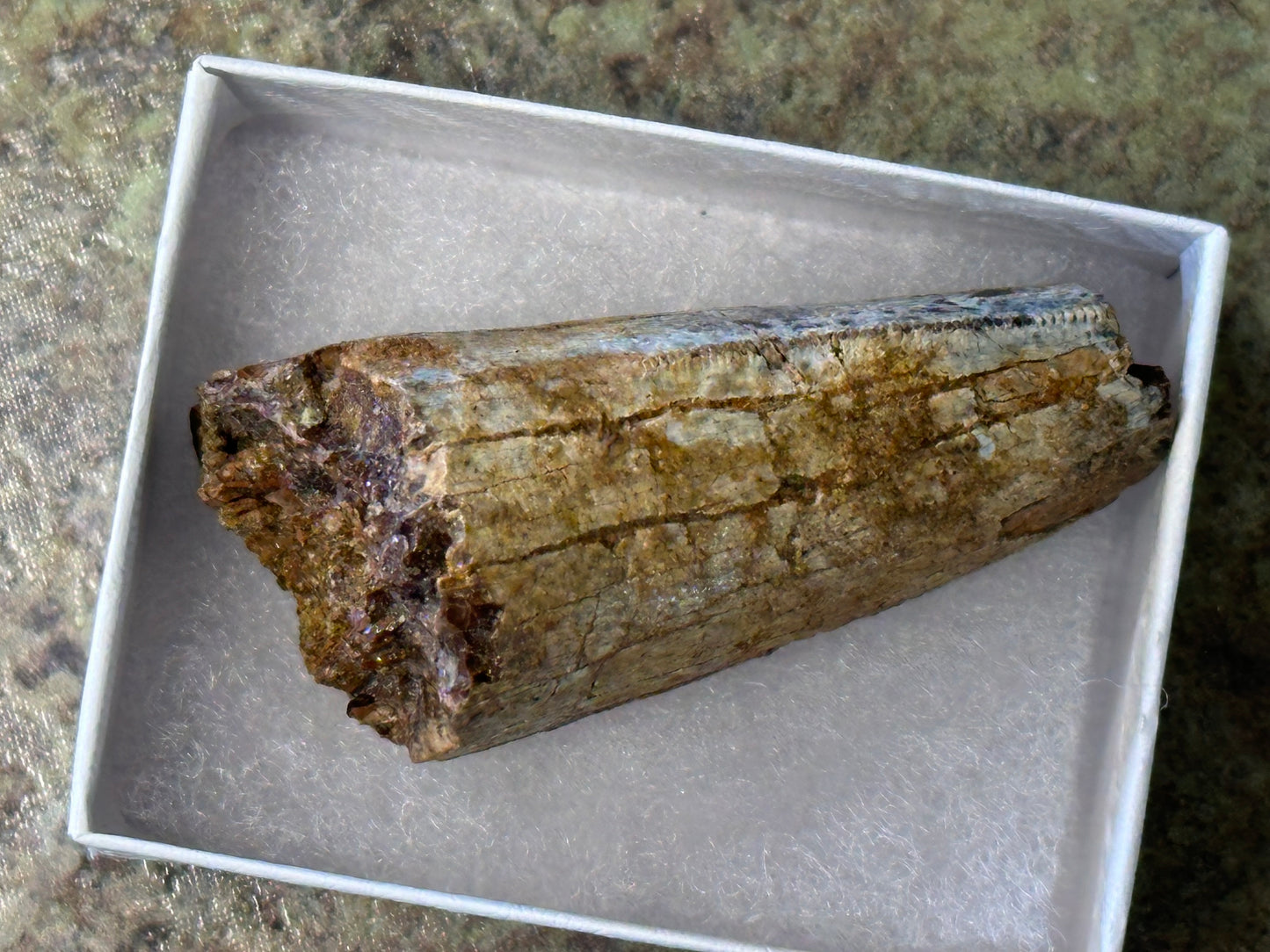 Authentic T-Rex Tooth Fossil