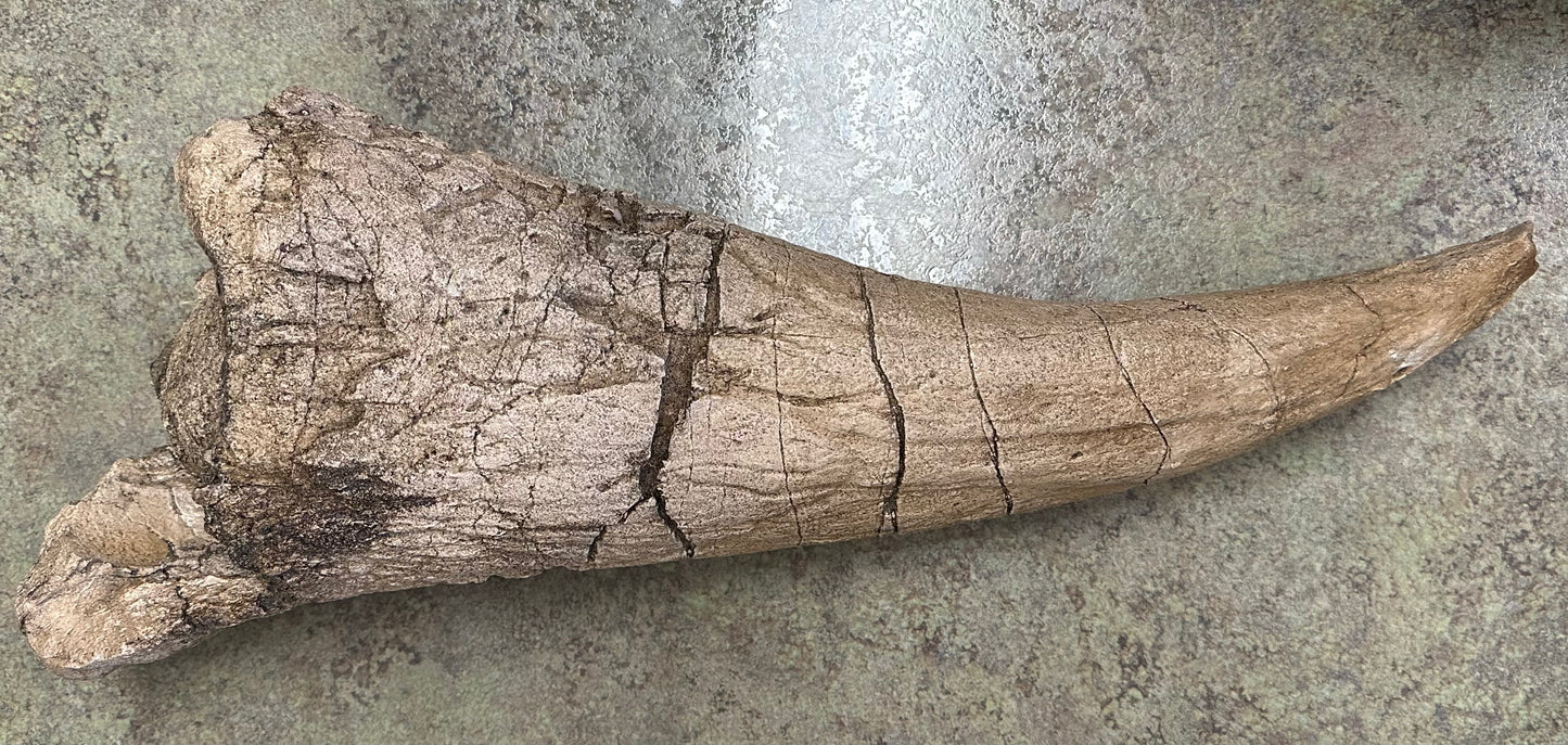 Triceratops Brow Horn Cast