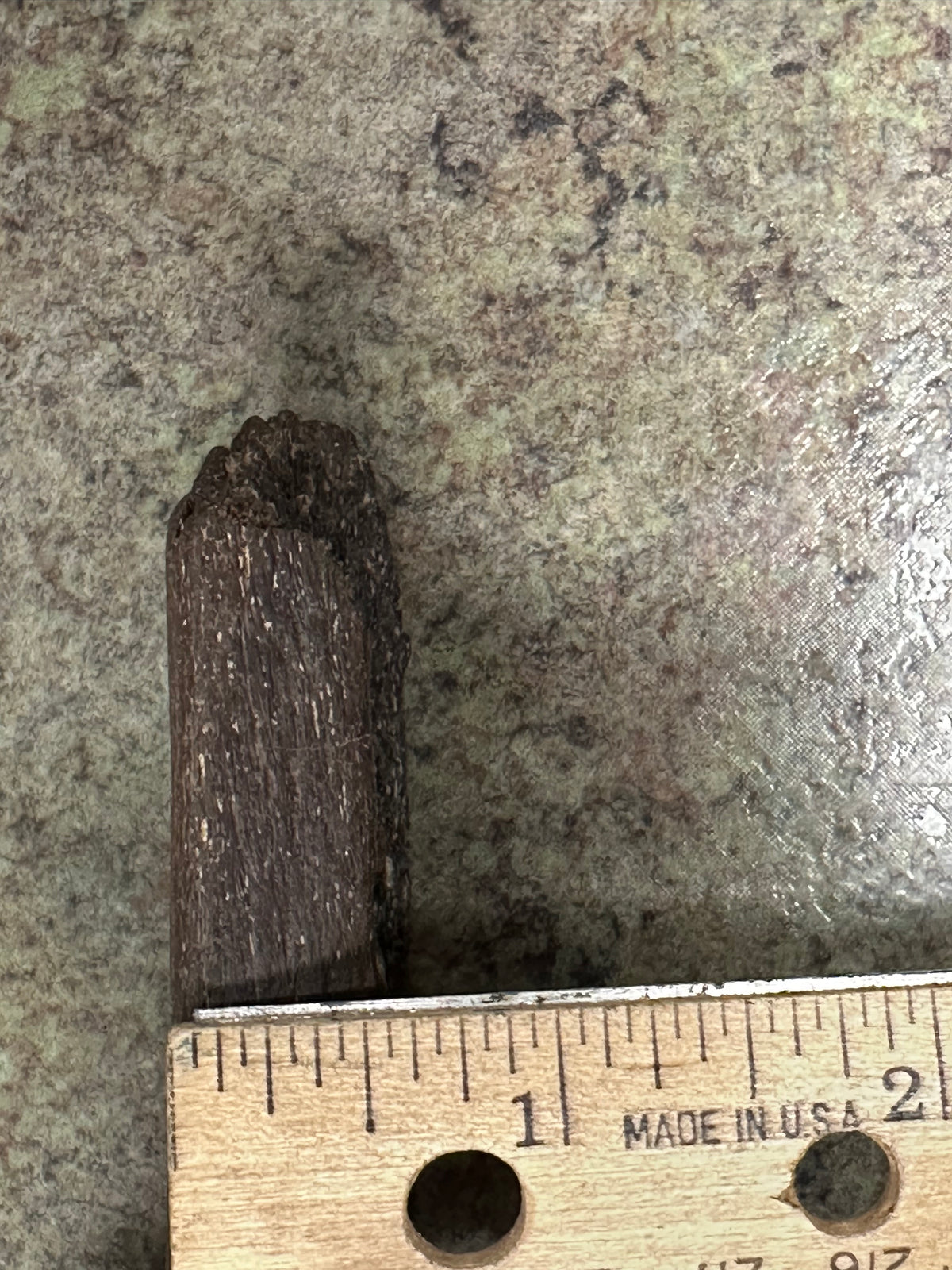 Fossil Edmontosaurus Rib (Partial)