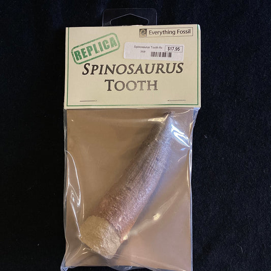 Spinosaurus Tooth Replica