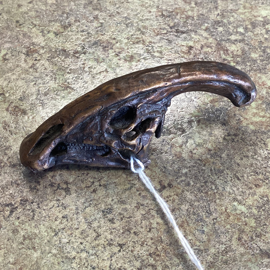 Parasaurolophus Skull-Unmounted