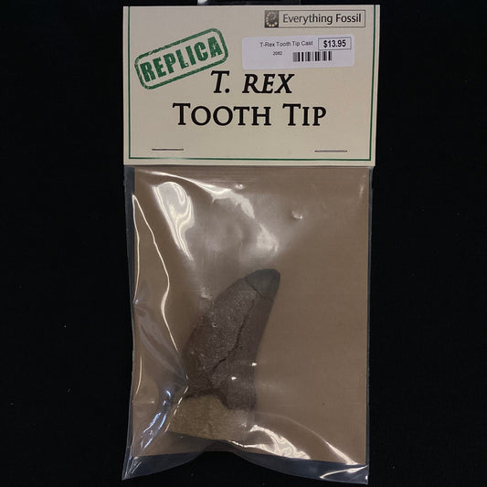 T-Rex Tooth Tip Cast