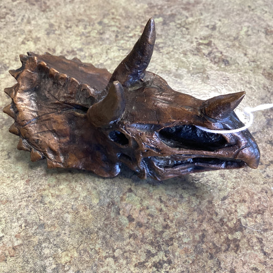 Triceratops Skull-Unmounted
