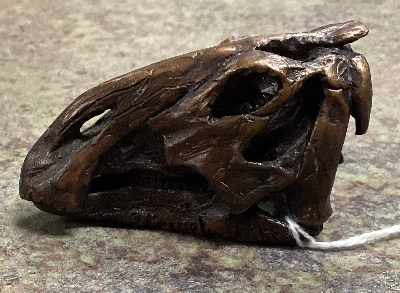Brachylophosaurus Skull-Unmounted