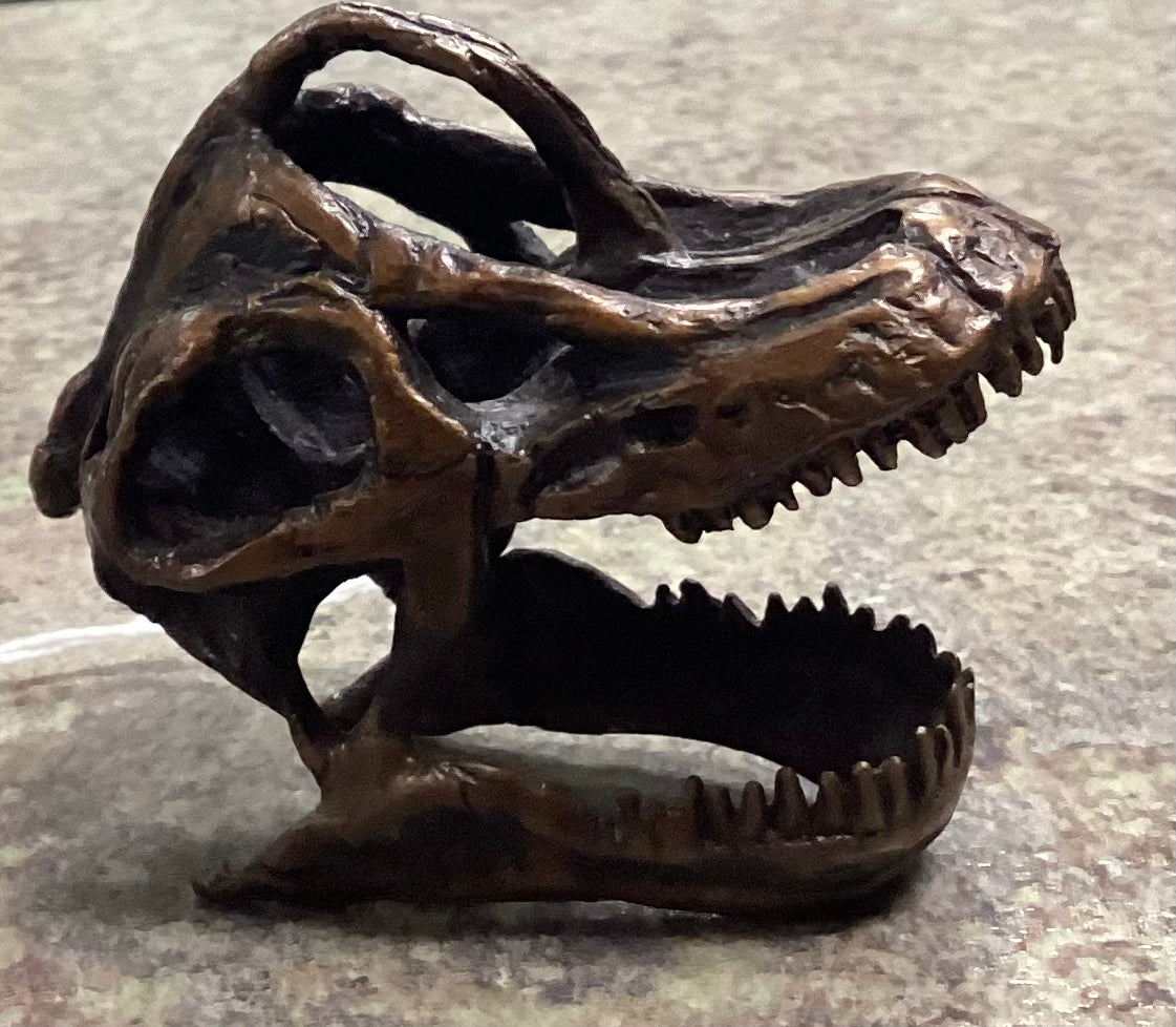 Brachiosaurus Skull-Unmounted