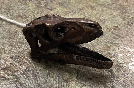 Deinonycus Skull-Unmounted