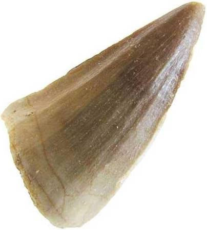 Mosasaur Tooth Fossil