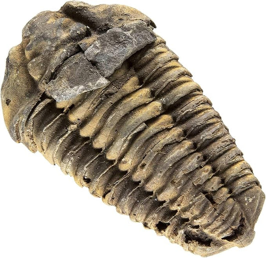 Trilobite Fossil