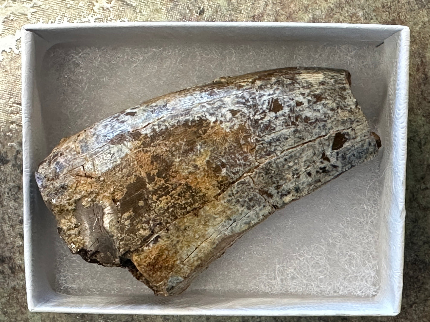 Authentic T-Rex Tooth Fossil