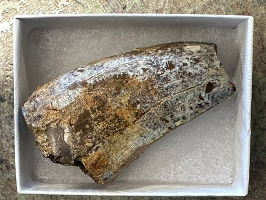 Authentic T-Rex Tooth Fossil