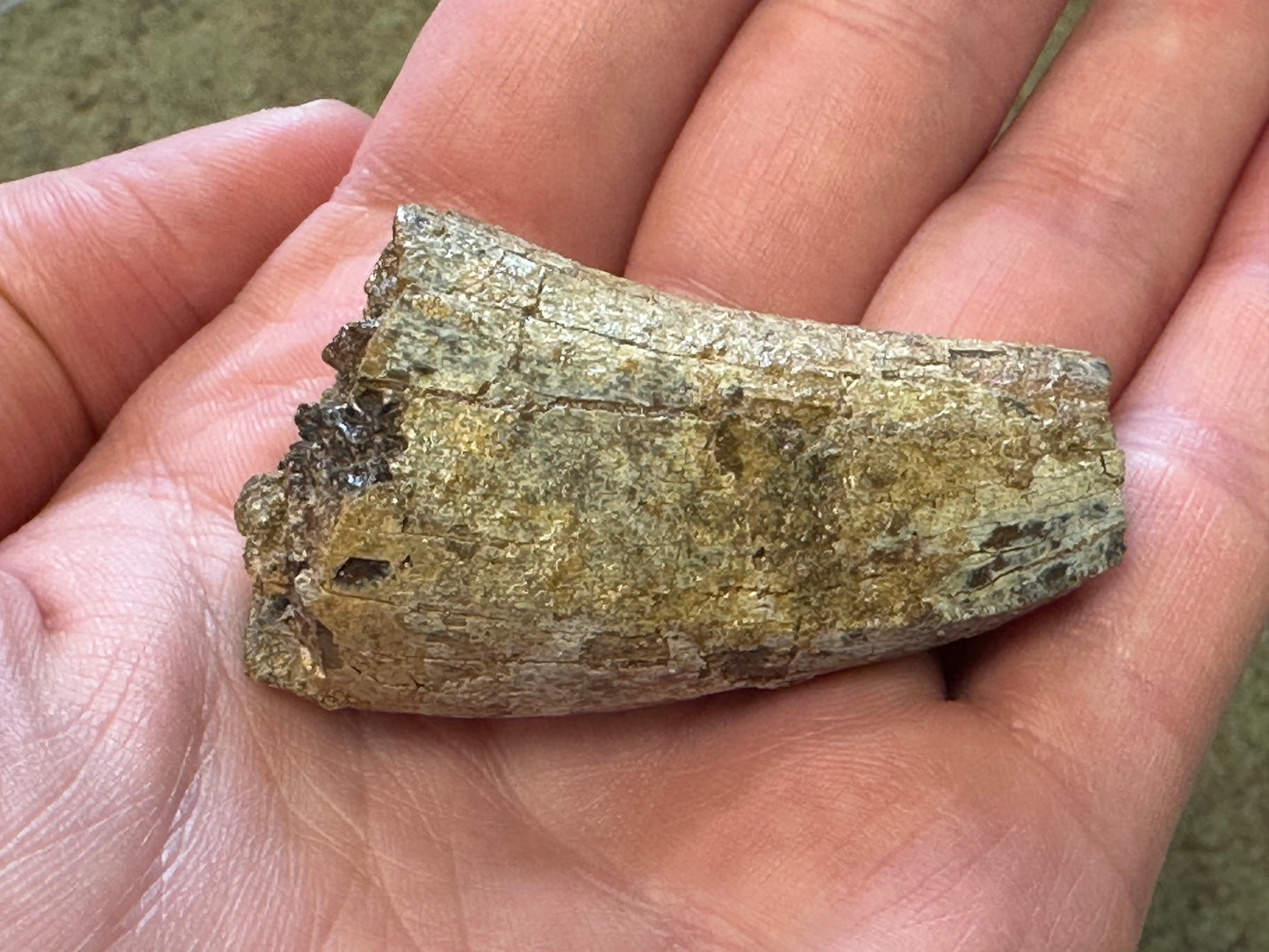 Authentic T-Rex Tooth Fossil