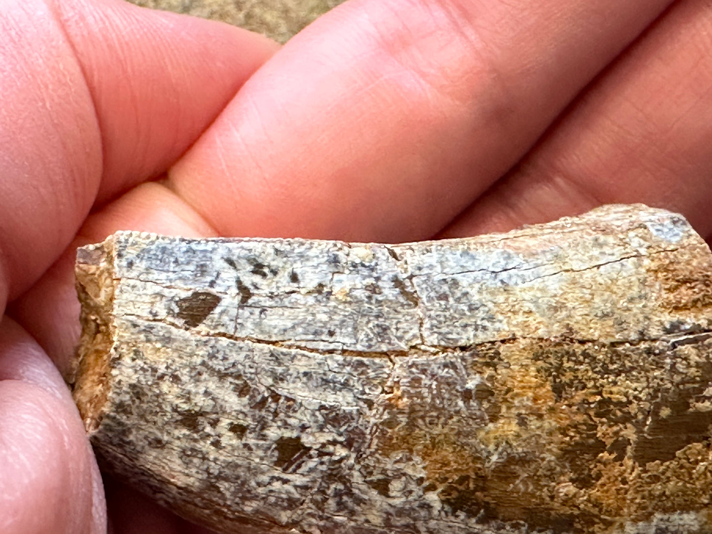 Authentic T-Rex Tooth Fossil