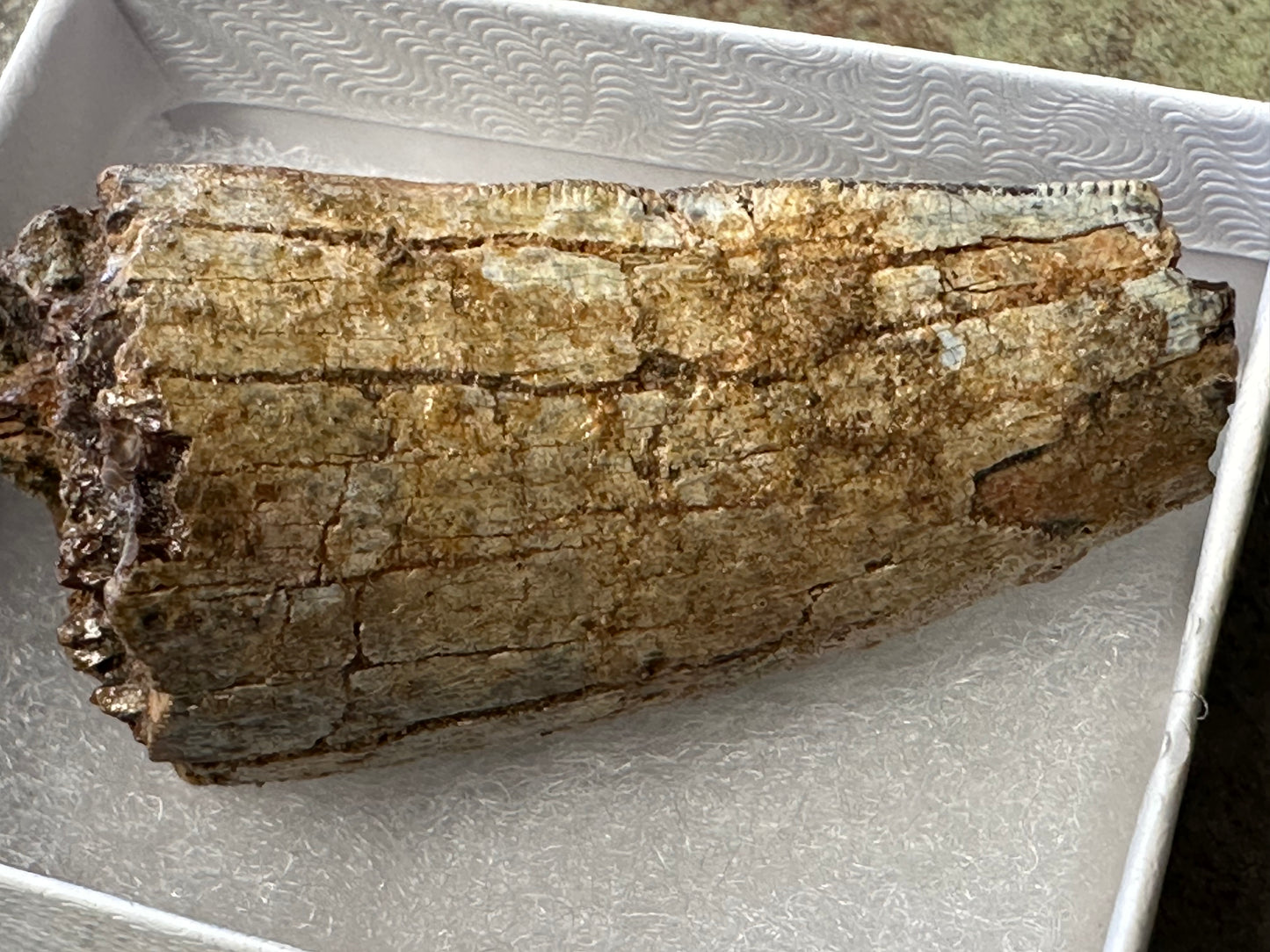 Authentic T-Rex Tooth Fossil