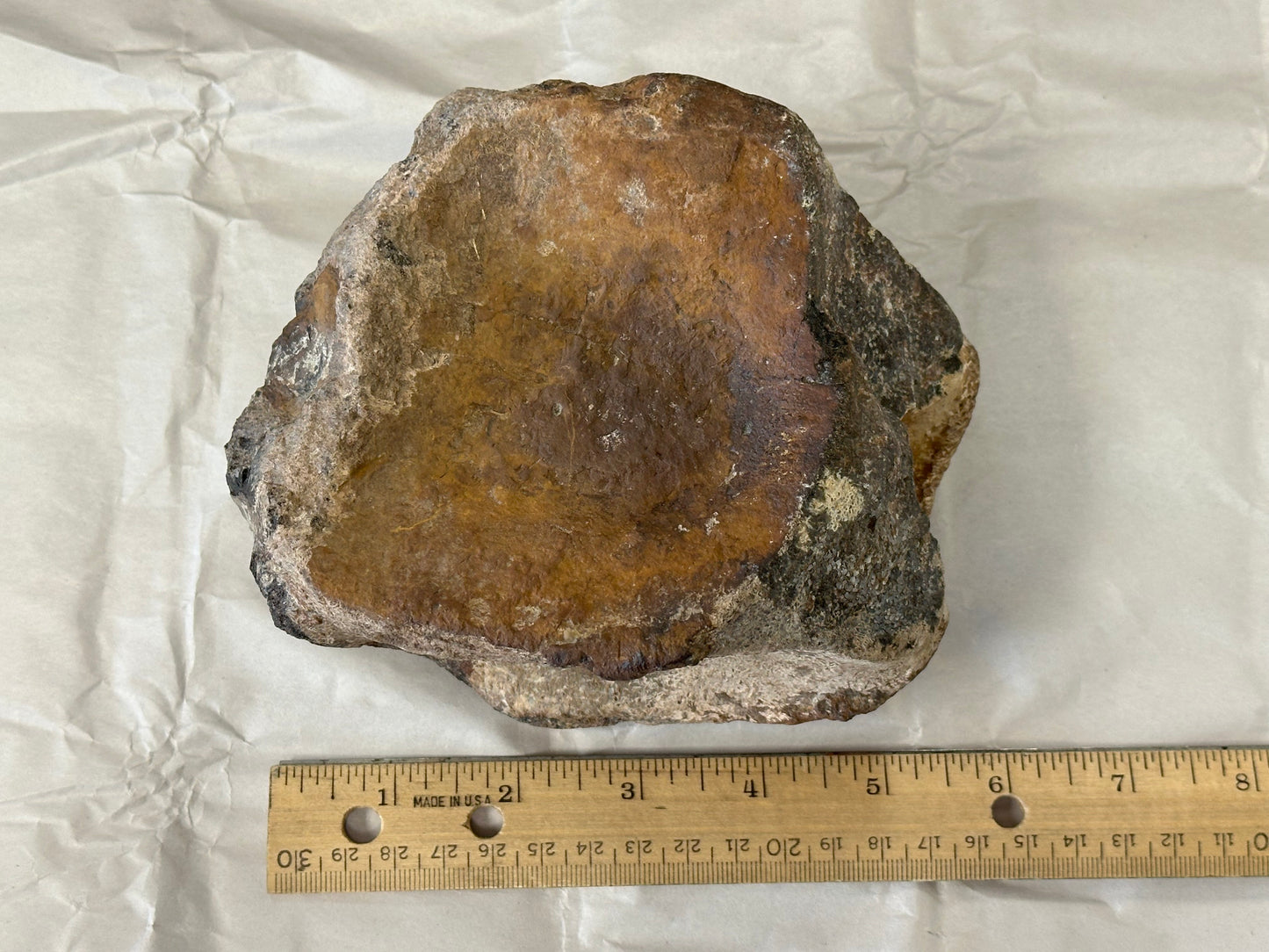 Fossil Triceratops Vertebral Centrum