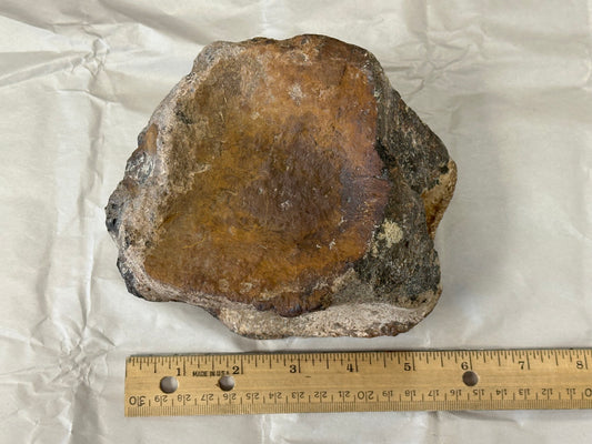 Fossil Triceratops Vertebral Centrum