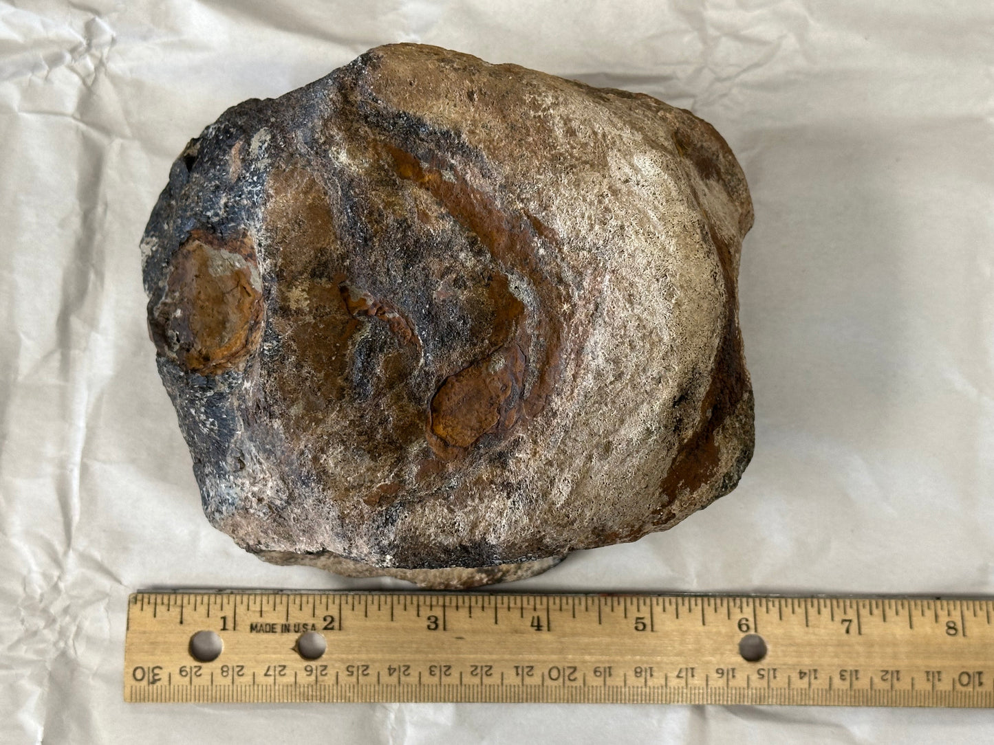 Fossil Triceratops Vertebral Centrum