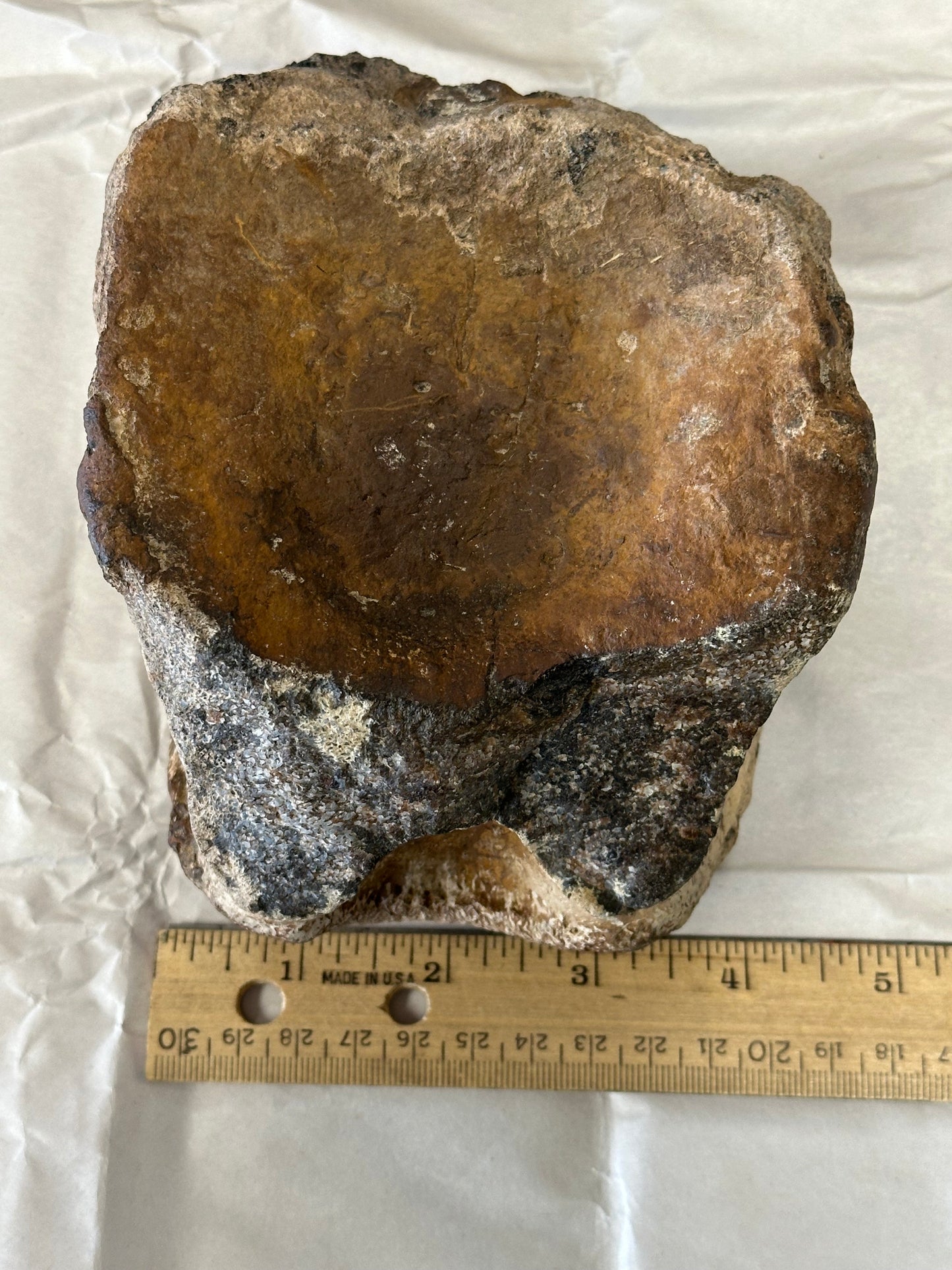 Fossil Triceratops Vertebral Centrum