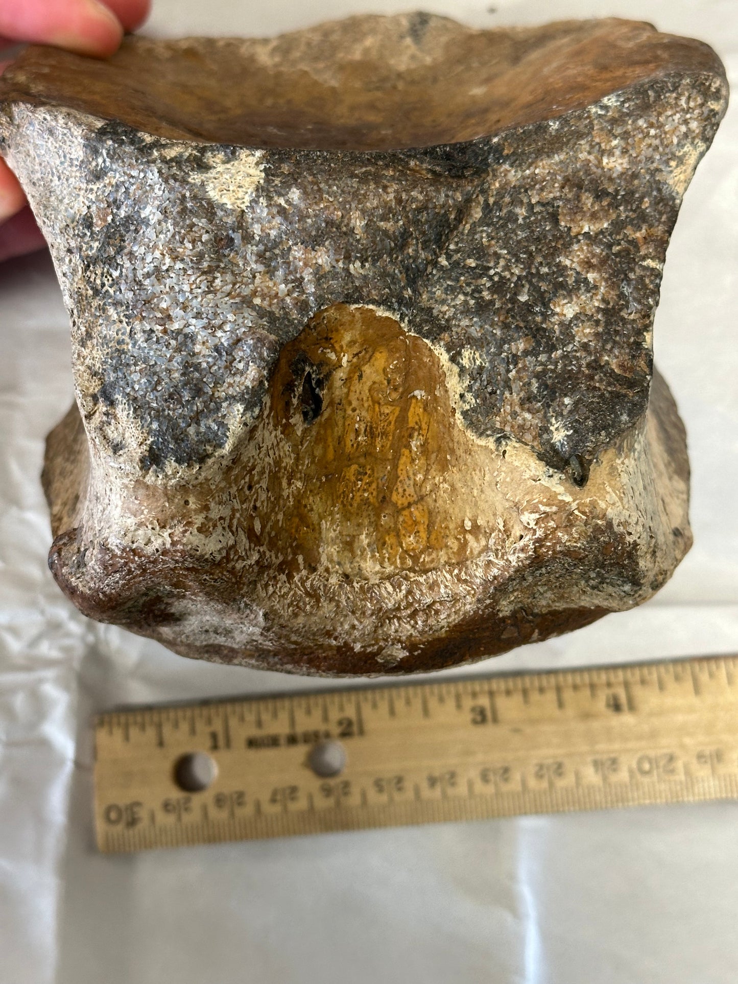 Fossil Triceratops Vertebral Centrum