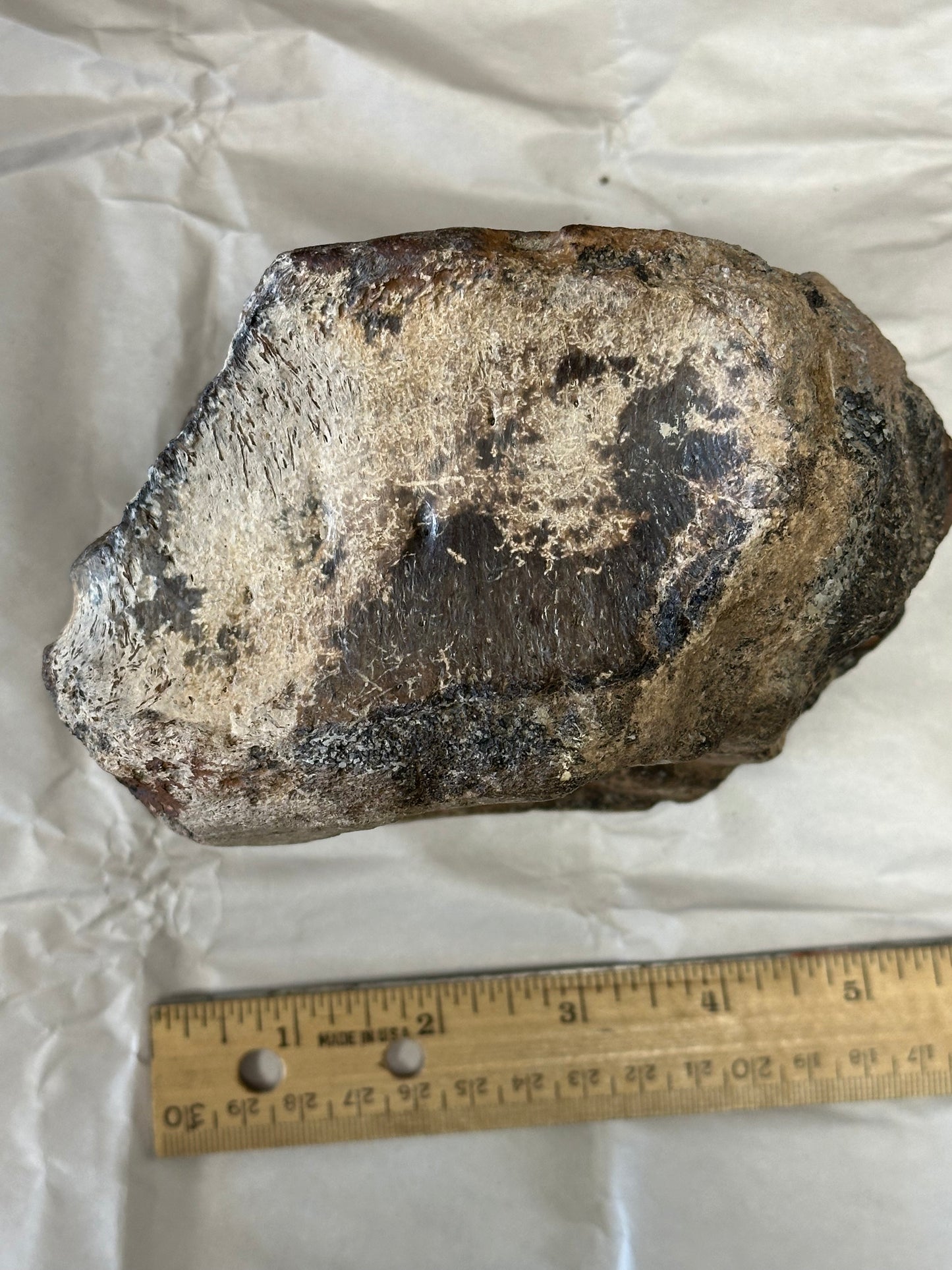 Fossil Triceratops Vertebral Centrum