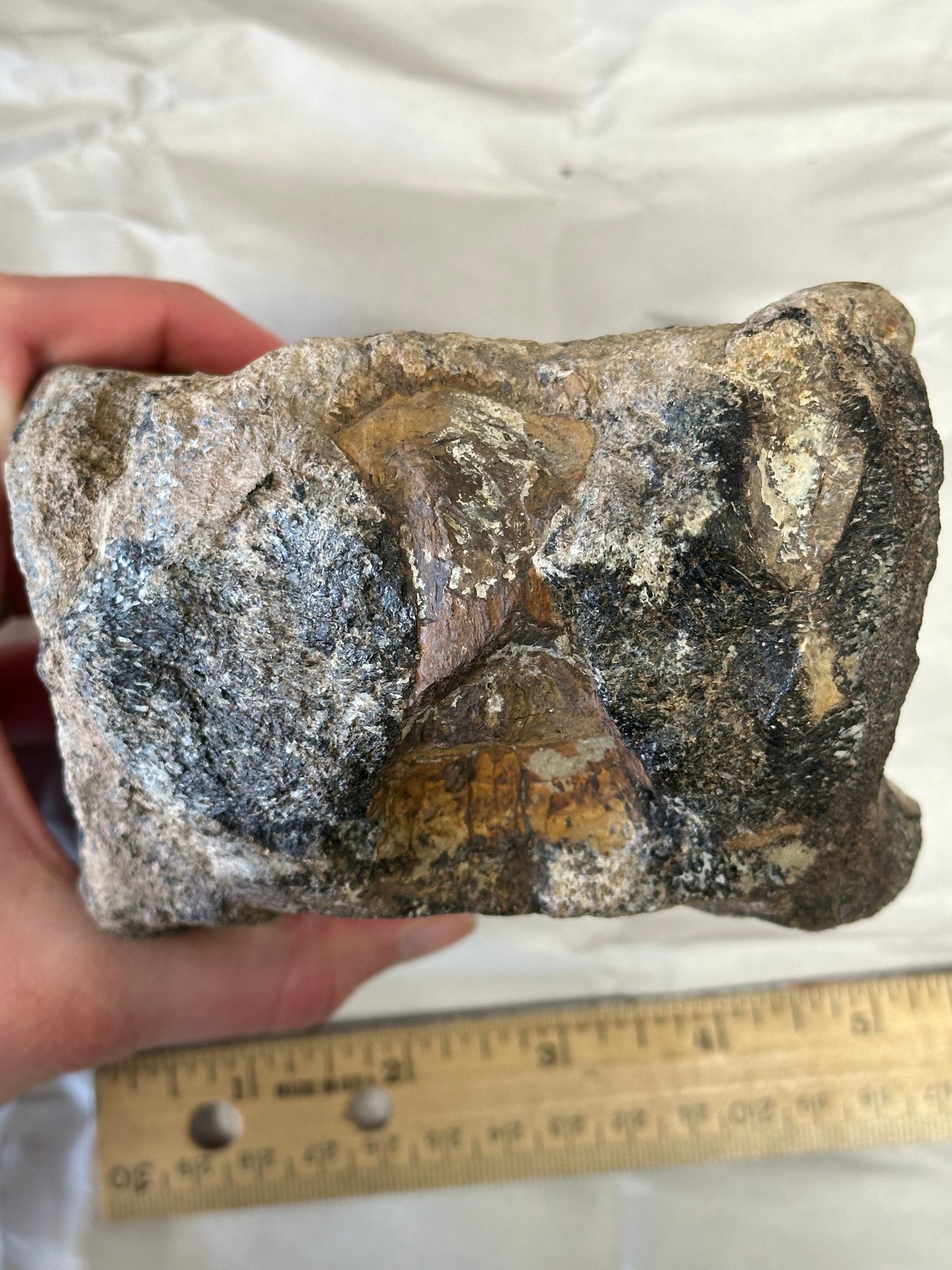 Fossil Triceratops Vertebral Centrum