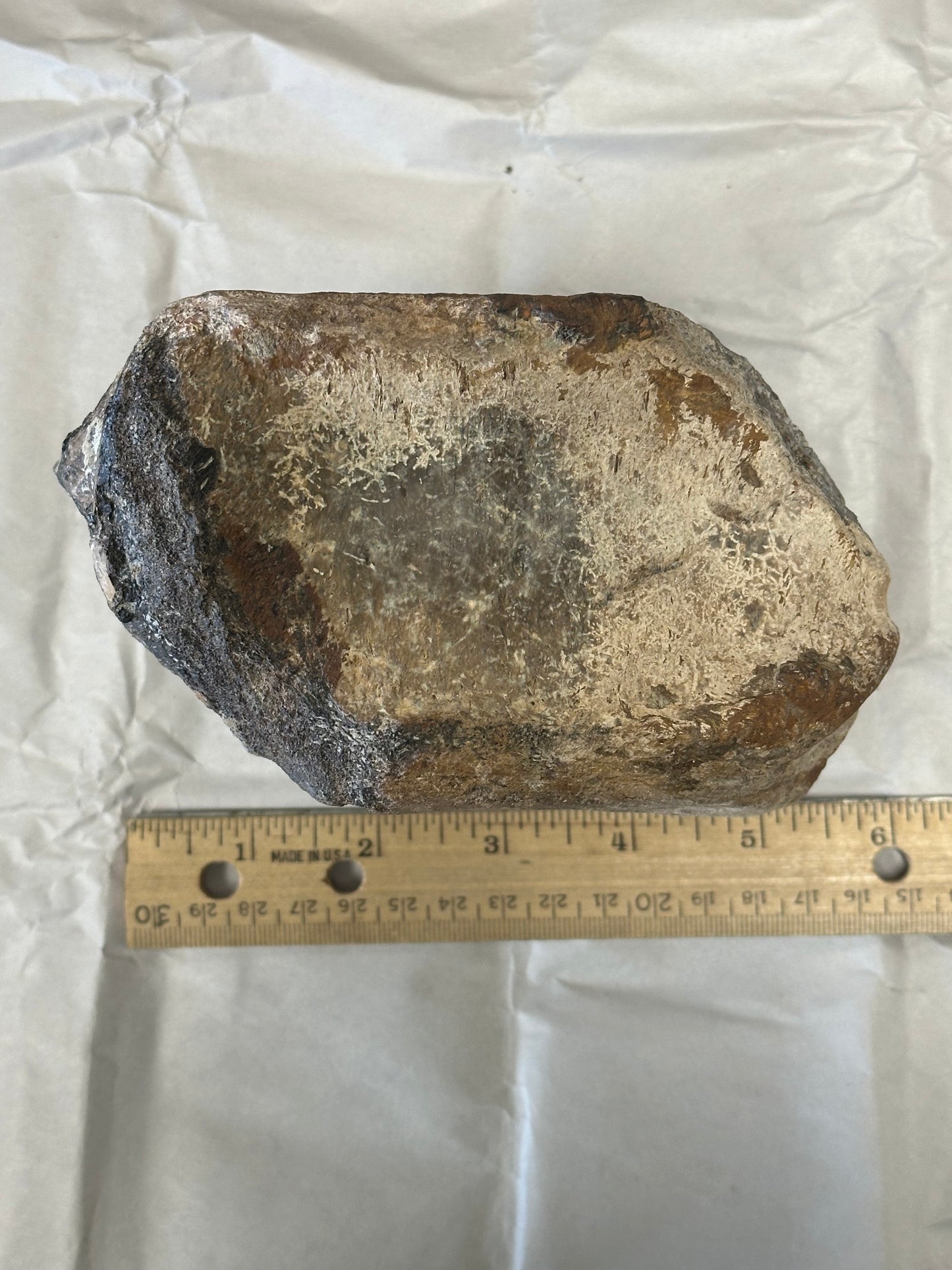 Fossil Triceratops Vertebral Centrum