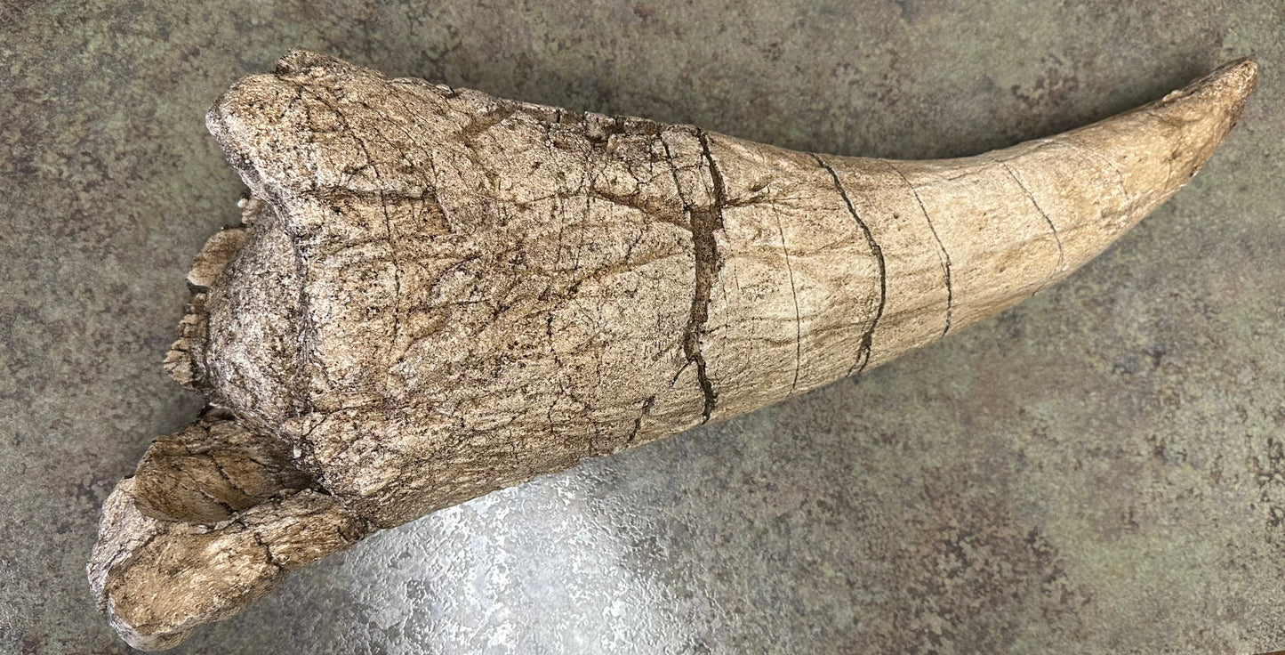 Triceratops Brow Horn Cast