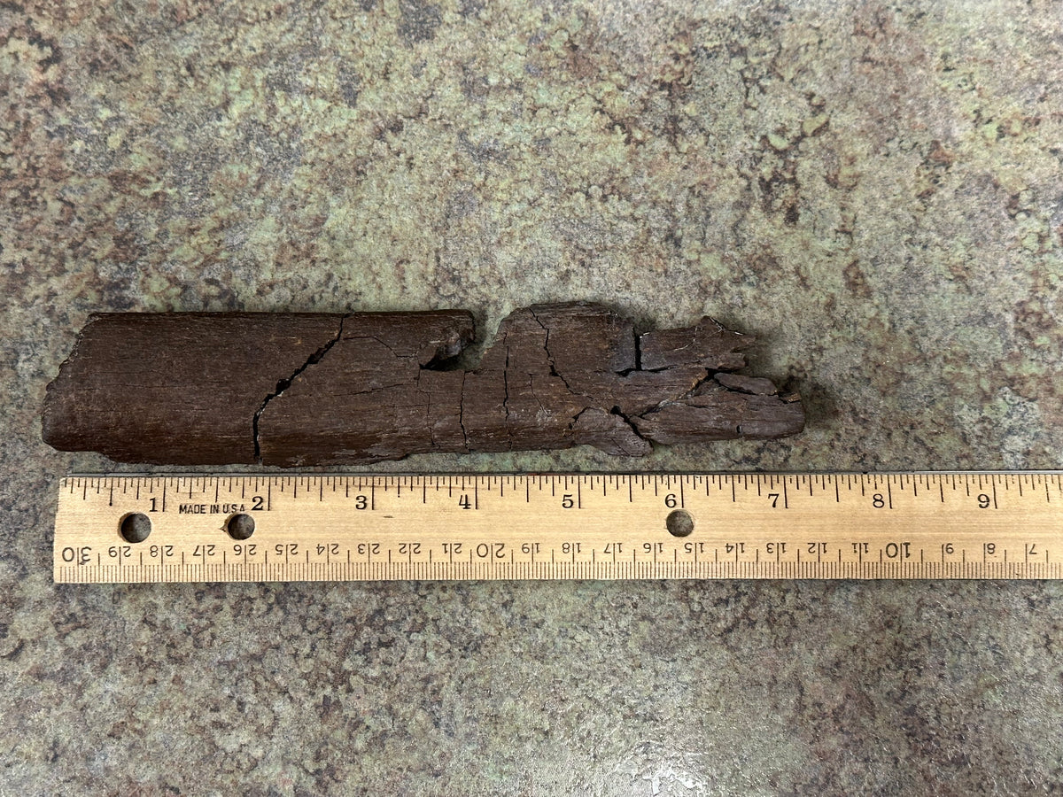 Fossil Edmontosaurus Rib (Partial)