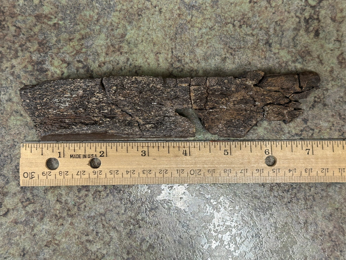 Fossil Edmontosaurus Rib (Partial)
