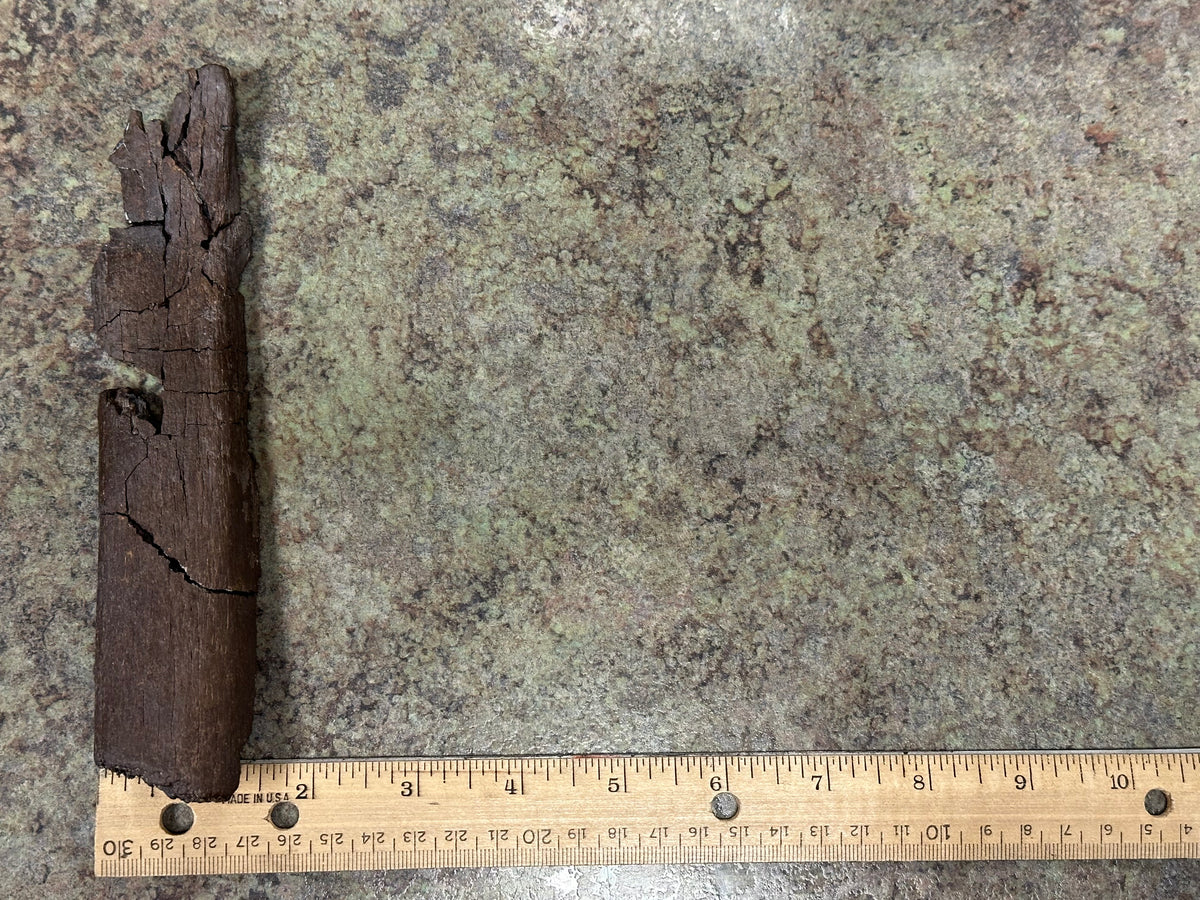 Fossil Edmontosaurus Rib (Partial)