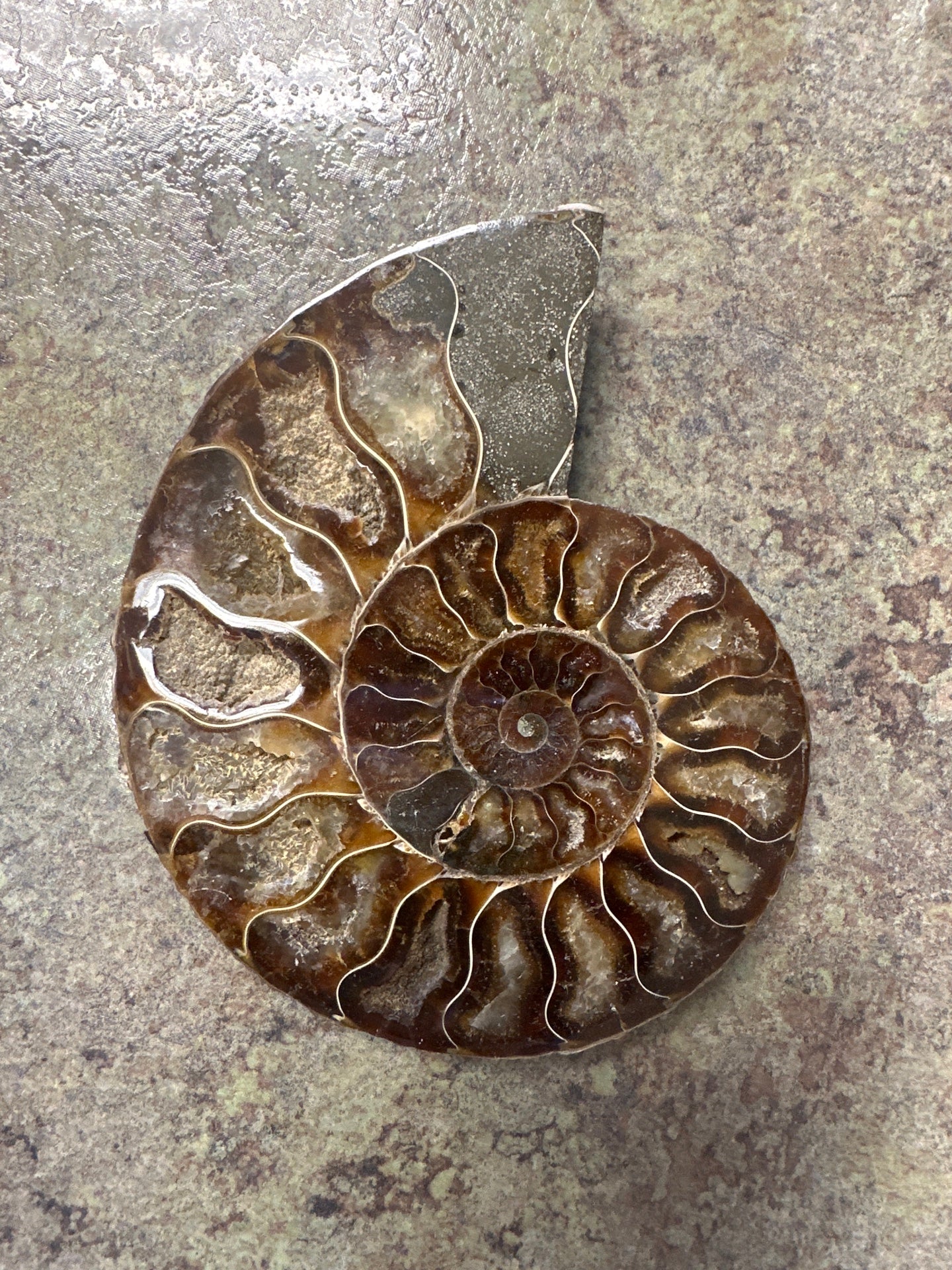 Split Ammonite