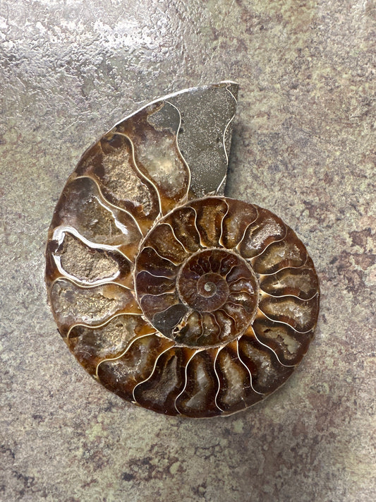 Split Ammonite